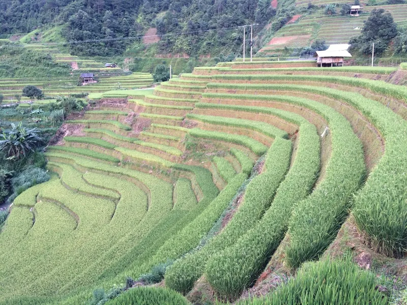 Curved terraced rice fields ripple across a hillside near Mu Cang Chai, Vietnam.