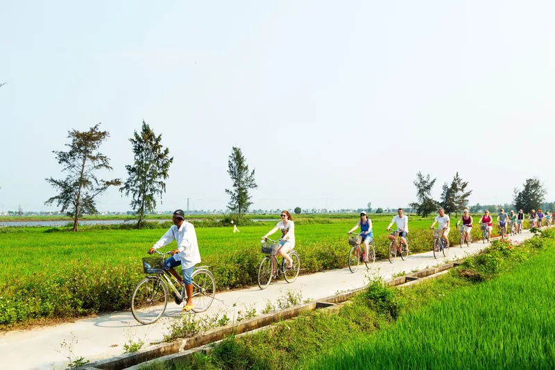 Tourists cycle in a line along a narrow path through green rice fields near Tra Que, Hoi An.