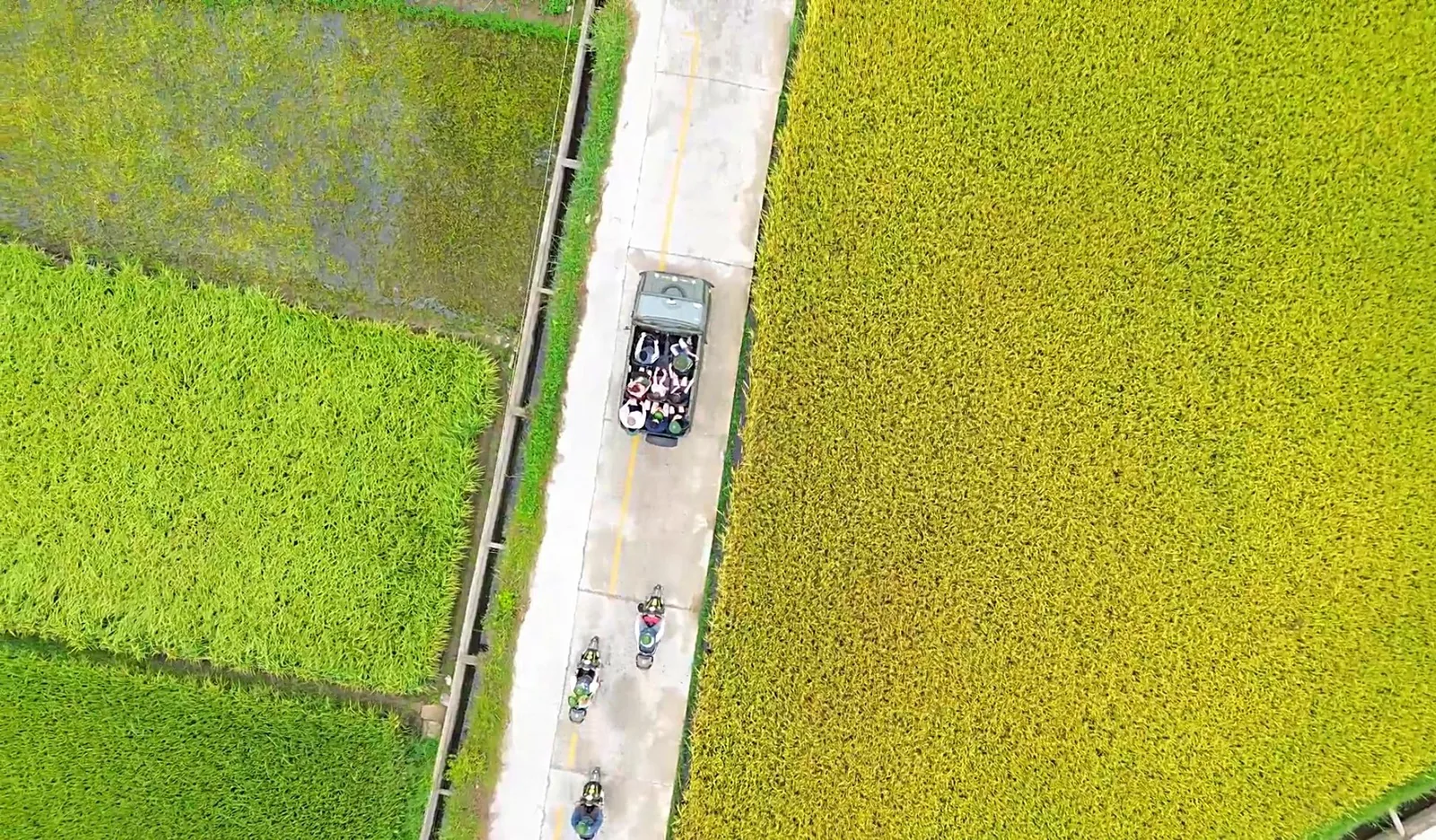 Aerial view of a road between green and golden rice paddies with a car and motorbikes near Hoi An's countryside.