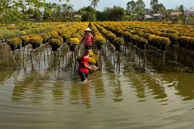 Farmers wade through flooded rows of potted yellow chrysanthemums on a flower farm in the Mekong Delta.