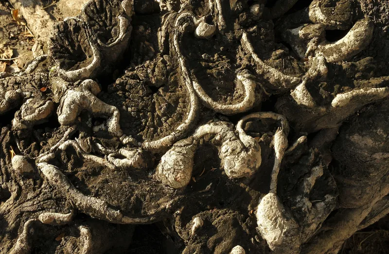 Gnarled tree roots twist over ancient stone in Siem Reap, Cambodia.