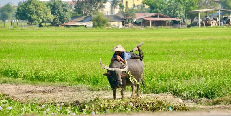 A farmer wearing a conical hat lies atop a water buffalo standing in a green rice field near Hoi An.