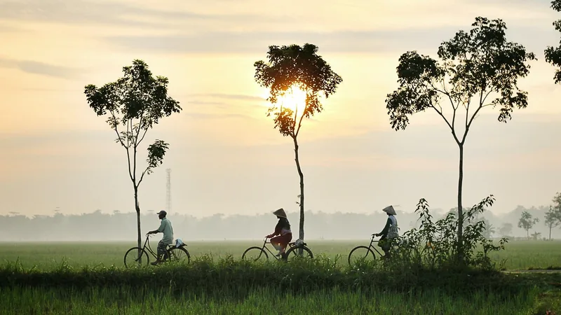 Cyclists in conical hats ride past silhouetted trees through rice fields at sunrise near Hoi An.