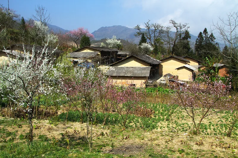 Blossoming plum and peach trees surround a mountain village in Ha Giang's Dong Van plateau.