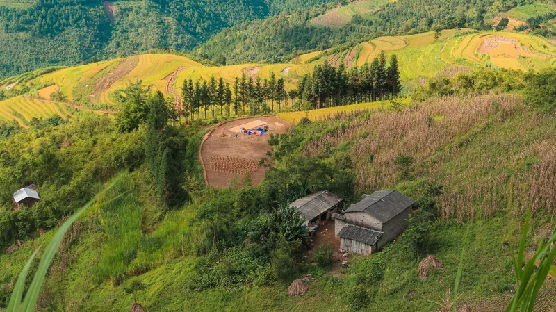 Golden and green rice terraces cascade across steep hillsides above small farmhouses in Ha Giang.