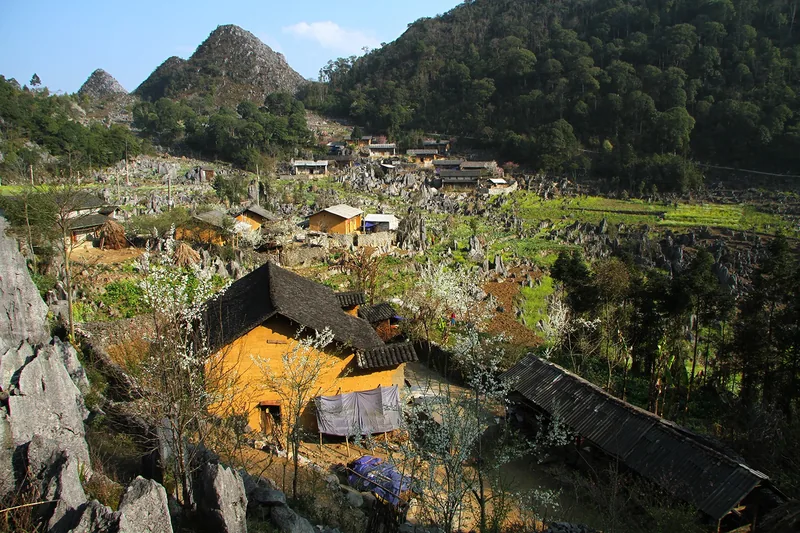 Mud-walled houses with thatched roofs sit among limestone karst formations and blooming plum trees in Dong Van, Ha Giang.