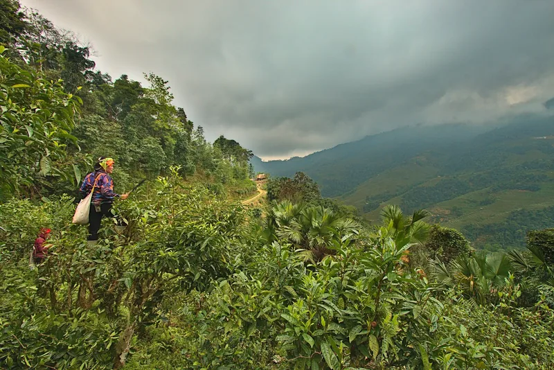 A local woman in traditional dress walks a mountain trail through lush greenery in Lung Vai, Ha Giang.