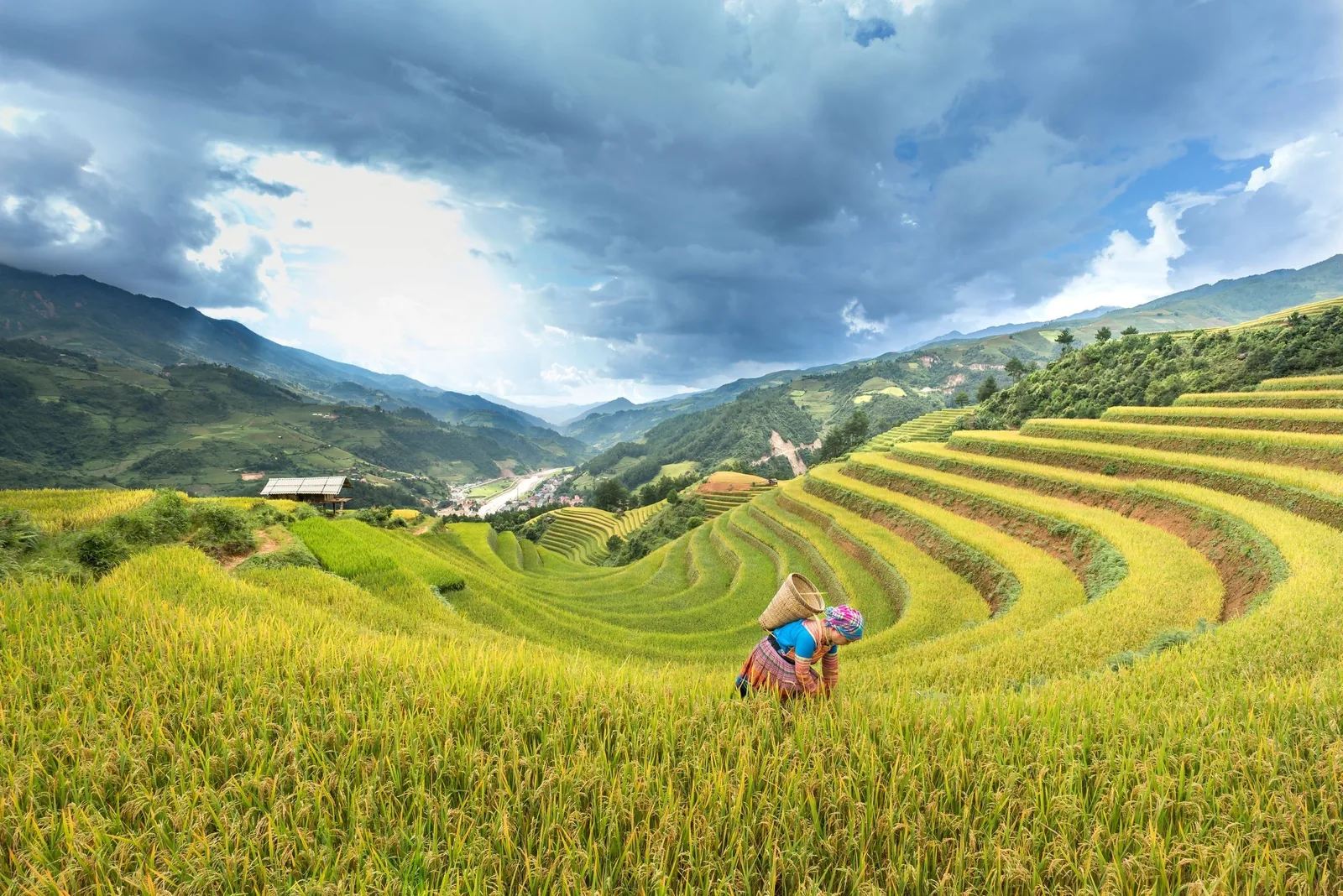 A farmer in traditional dress tends golden rice terraces beneath dramatic clouds in Mu Cang Chai.