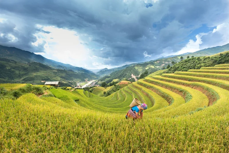 A farmer in traditional dress tends golden rice terraces beneath dramatic clouds in Mu Cang Chai.