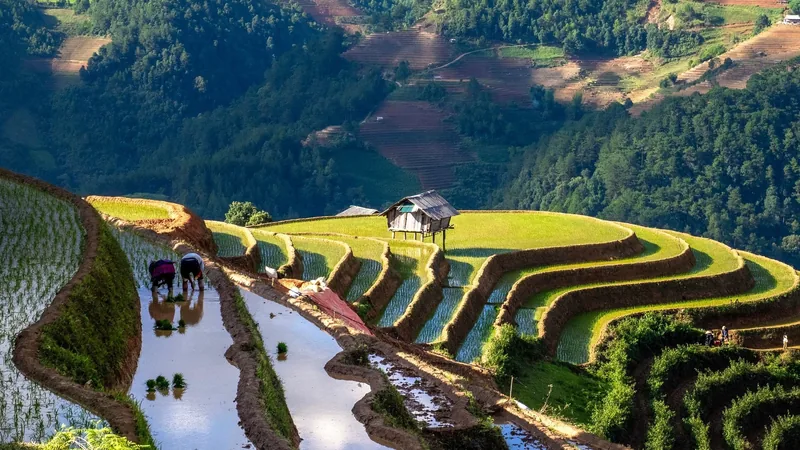 Farmers plant rice in flooded terraced fields with a small hut on the curving slopes of Mu Cang Chai.